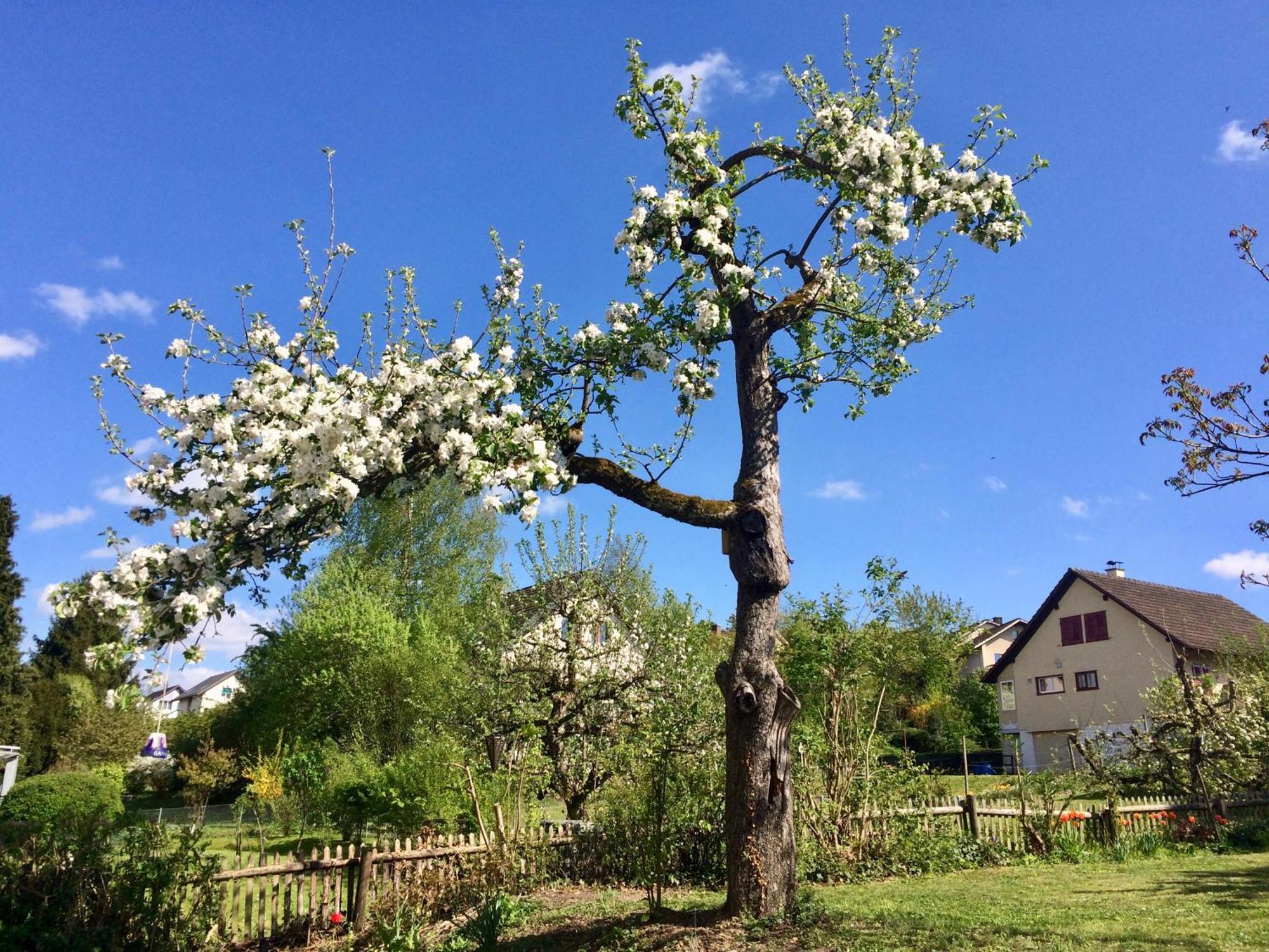 Guntli'S Family Guesthouse Andelfingen ภายนอก รูปภาพ